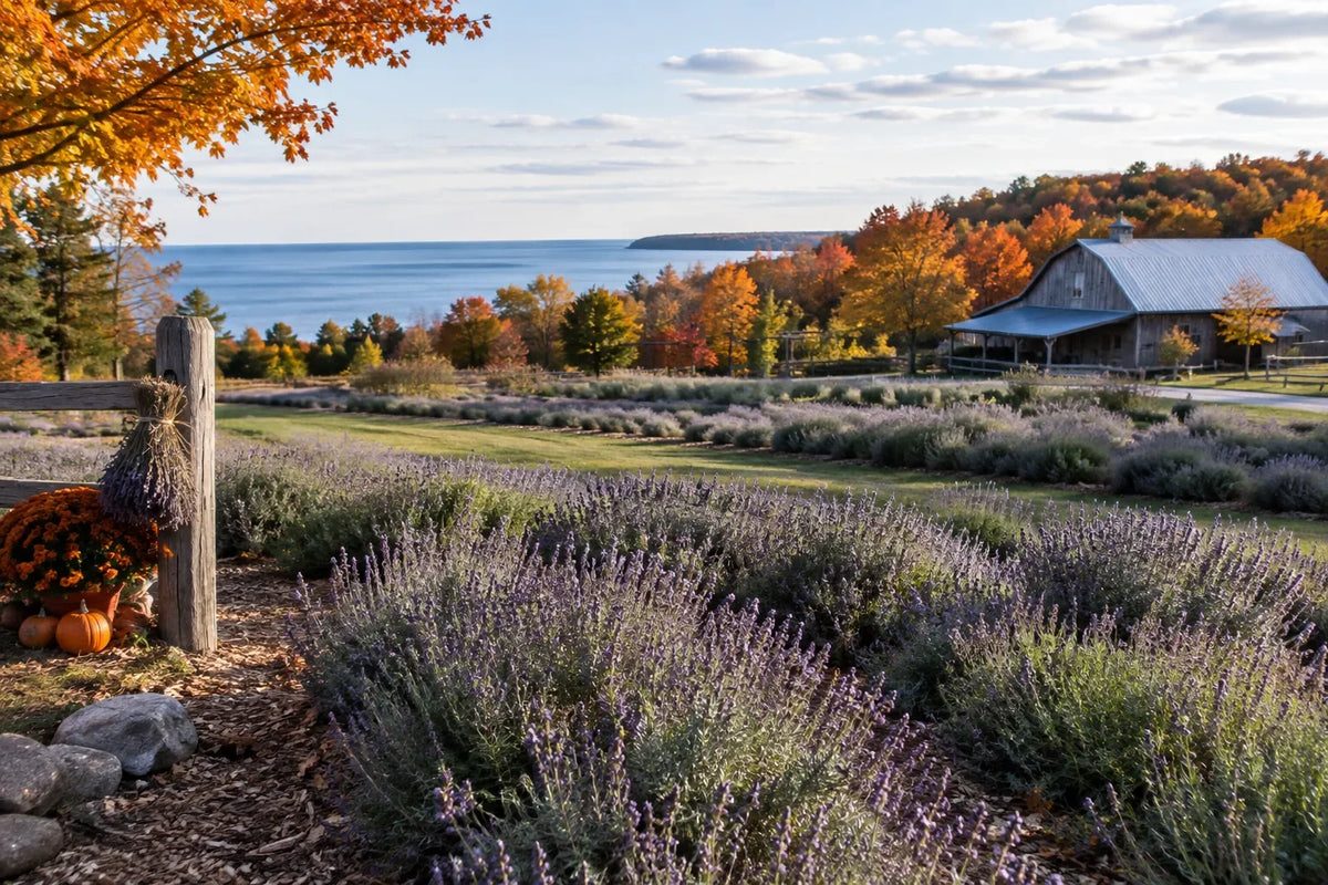 Great Lakes Lavender Farm fields showcasing lavender plants amid fall foliage.