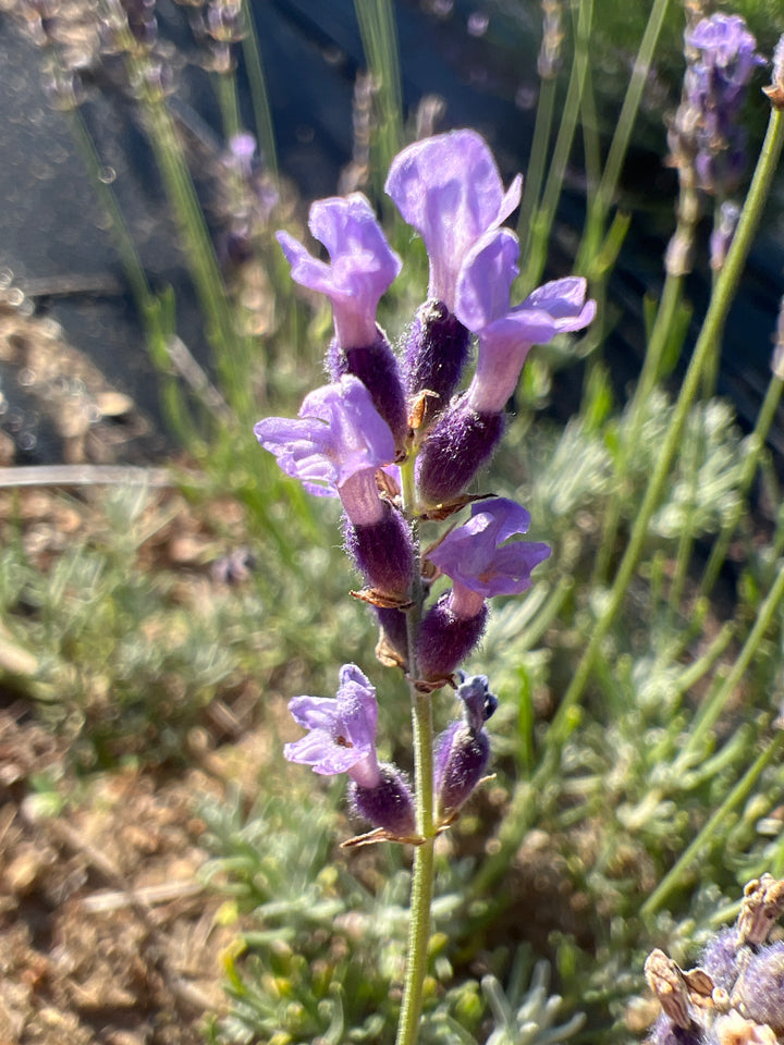 Close-up of Purple Bouquet lavender (Lavandula angustifolia) violet florets on a dark purple spike