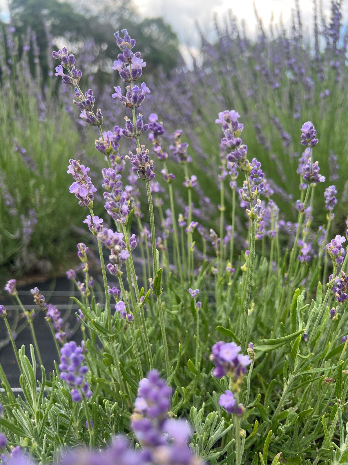 Loddon Blue Lavender Plants & Plugs with dark purple-blue flowers compact growth habit, product image 3