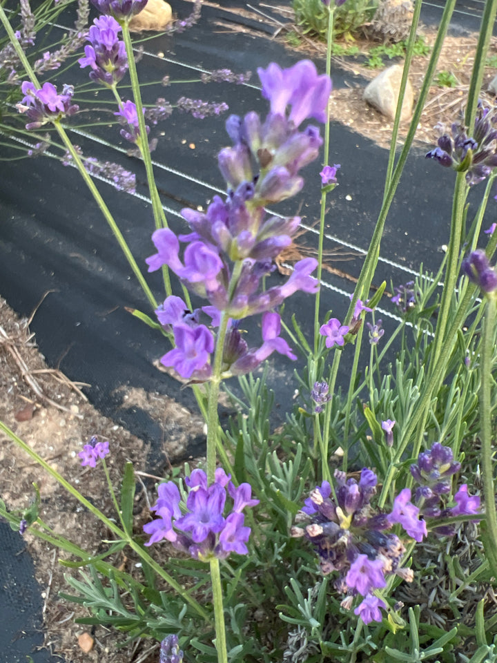 Close-up of Blue River lavender (Lavandula angustifolia) violet florets on flower spikes