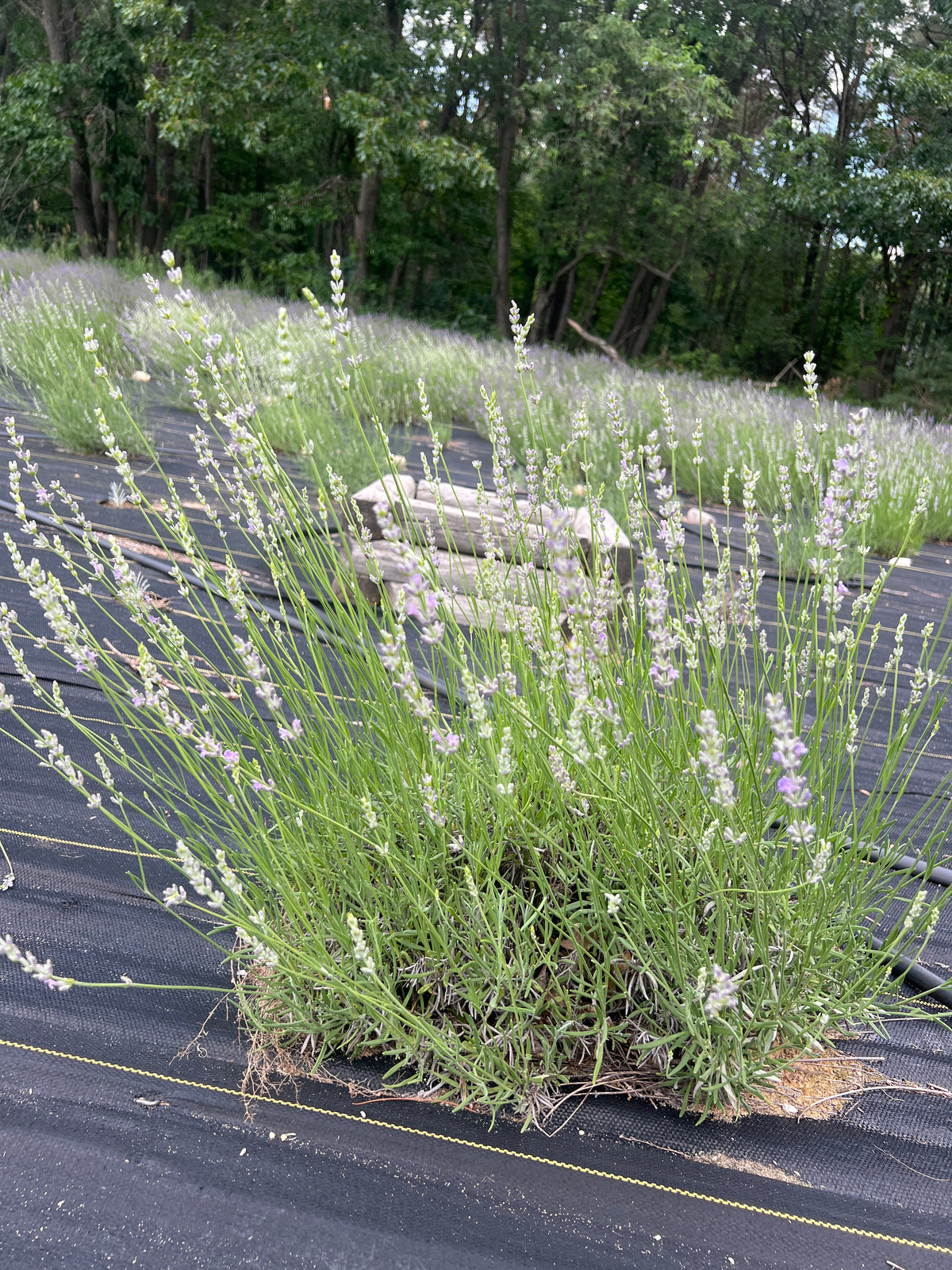 Super lavender 20-cell plug tray - image 2