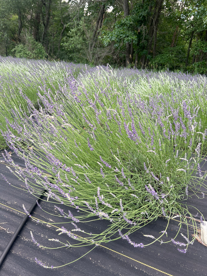 Gros Bleu lavender (Lavandula × intermedia) sprawling mound with pale purple spikes on landscape fabric
