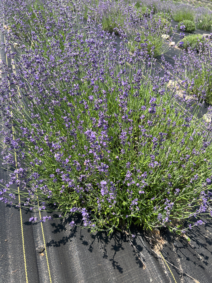 Violet Intrigue lavender (Lavandula angustifolia) dense mound of violet blooms on a fabric-covered row