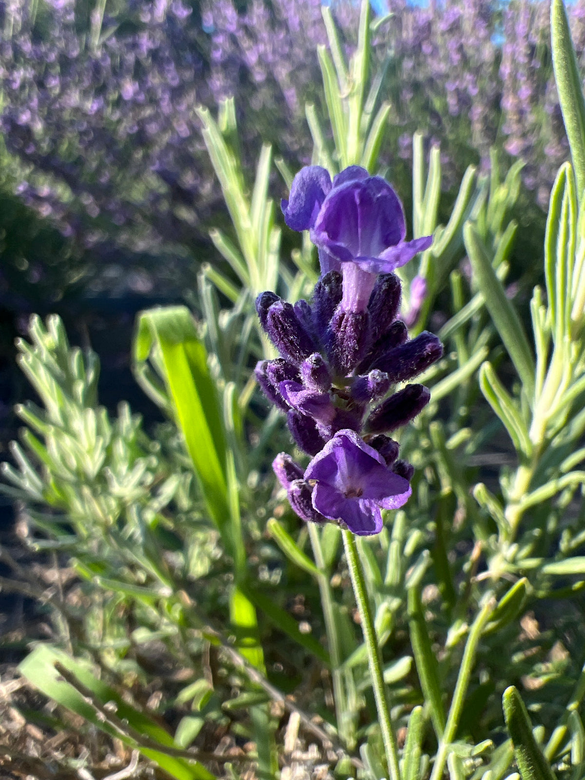Big Time Blue Lavender Plants & Plugs with deep blue to violet-blue flowers vigorous growth habit, product image 2