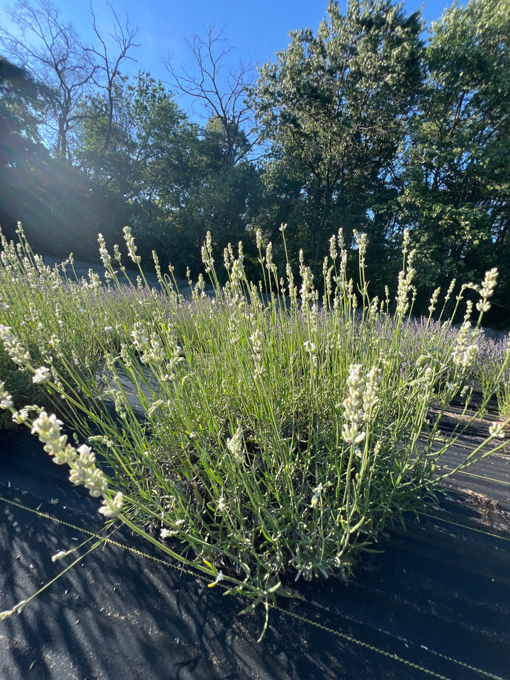 Exceptional lavender (Lavandula × intermedia) plant with white flower spikes on a field row in sunlight