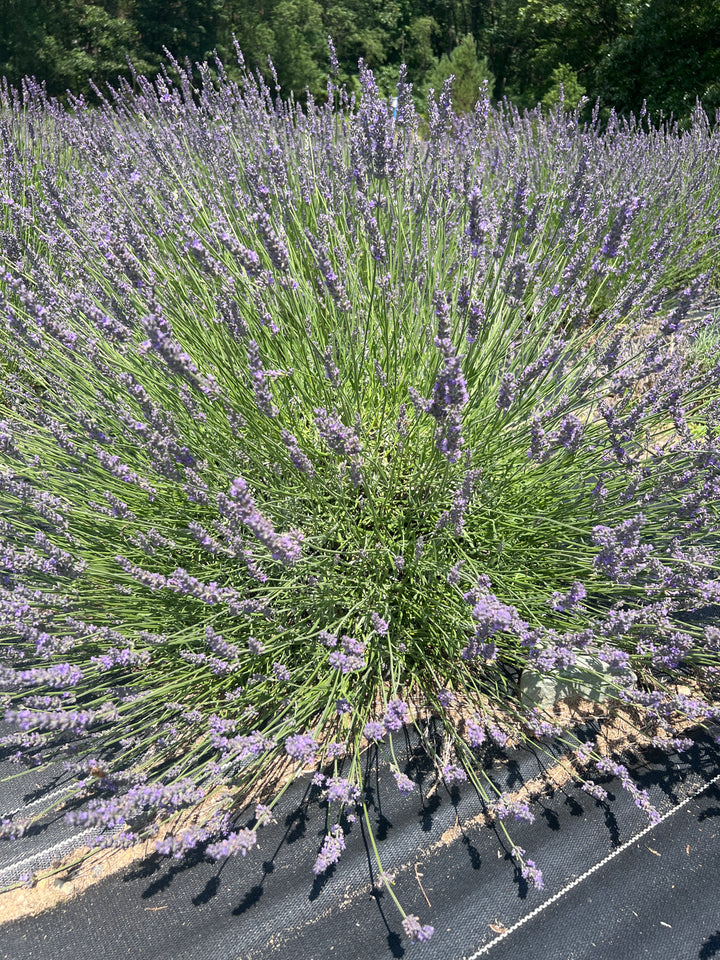 Impress Purple lavender (Lavandula × intermedia) large rounded mound with long lilac flower stems on a field row