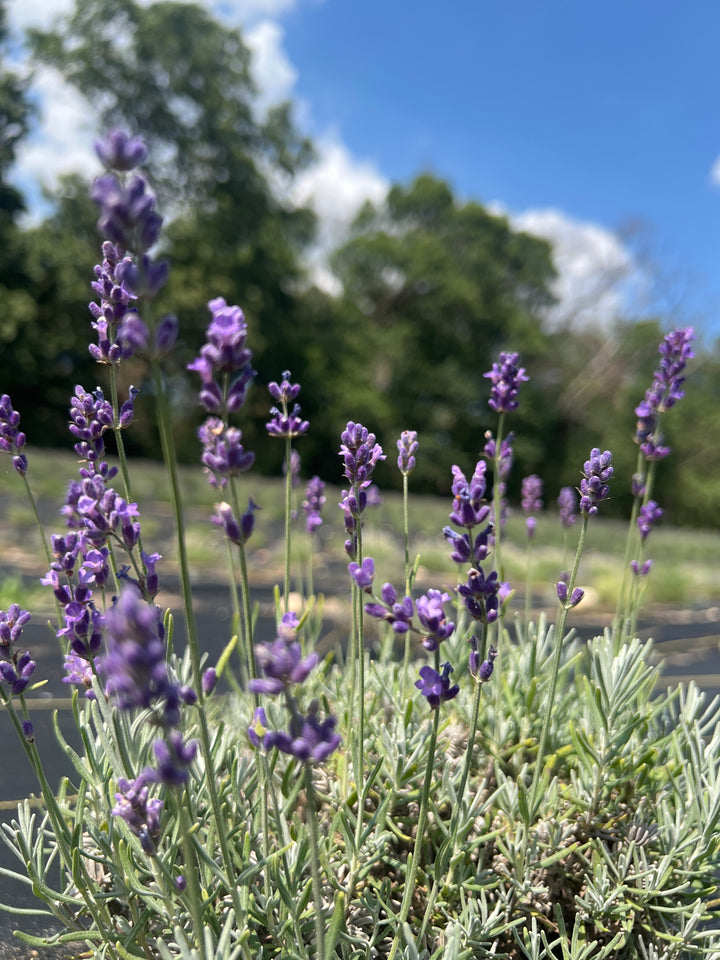 Imperial Gem lavender (Lavandula angustifolia) deep purple spikes over silvery foliage under a blue sky
