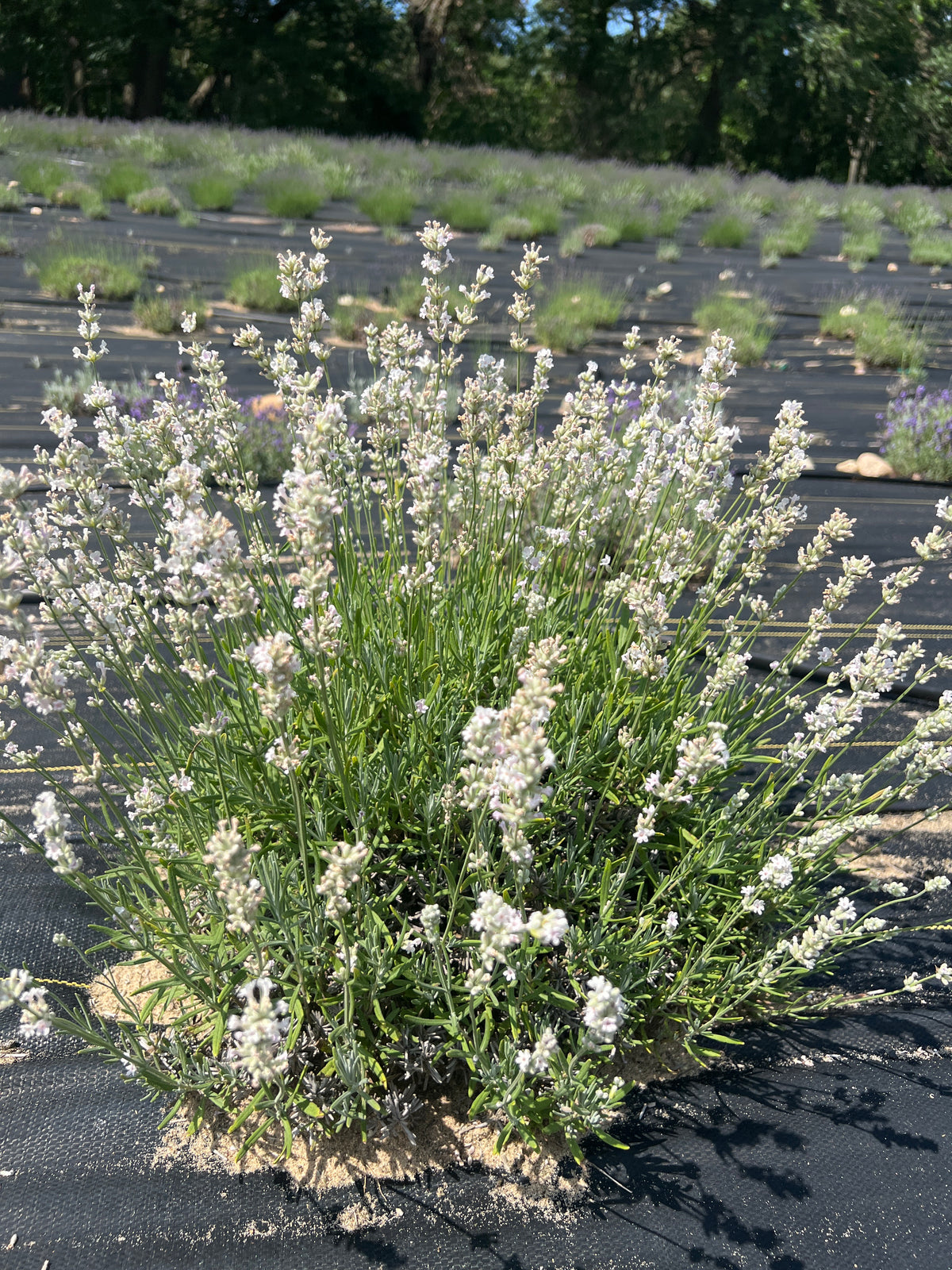 Melissa lavender mound covered in white blooms among field rows