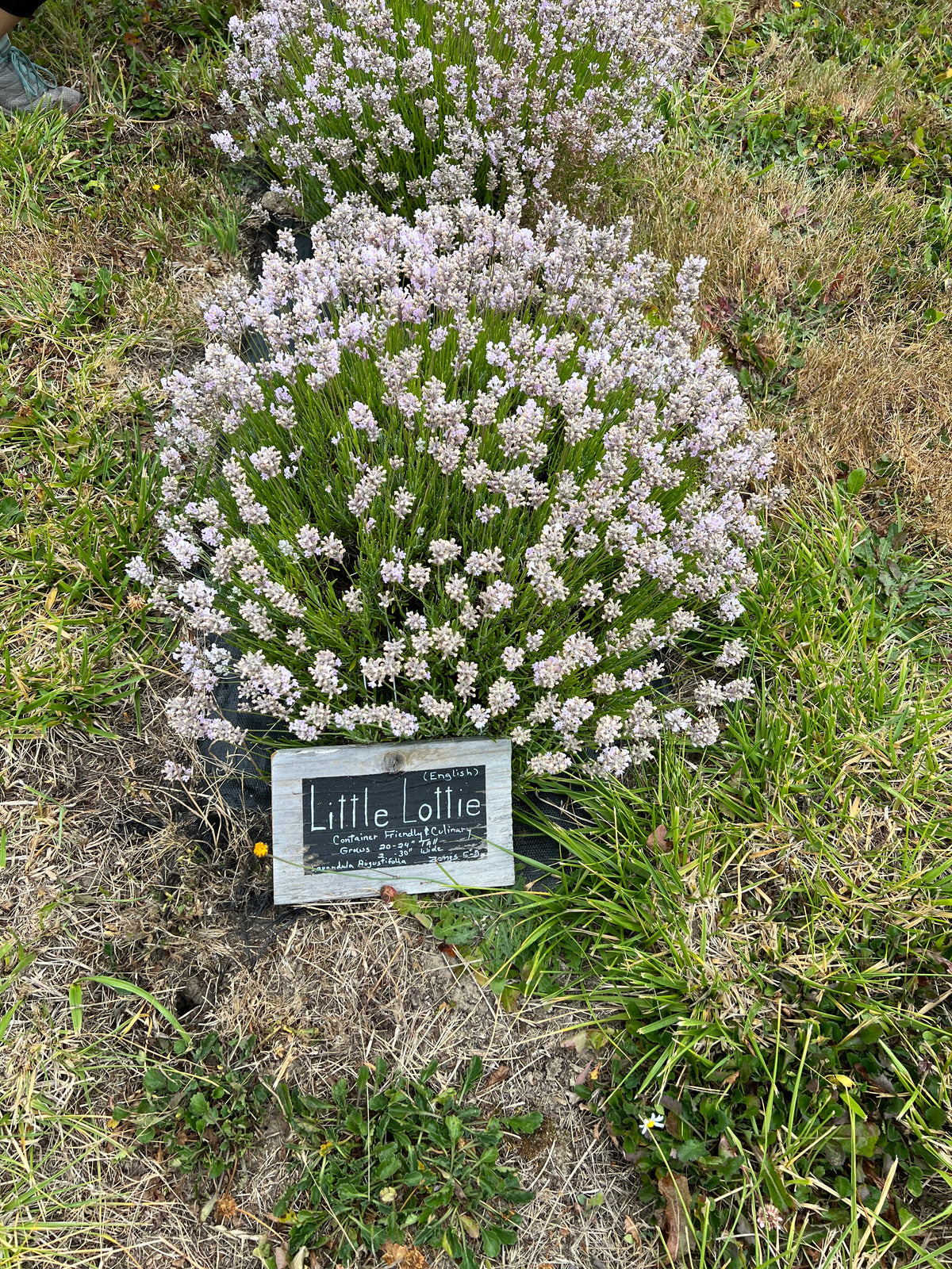 Little Lottie Lavender Plants & Plugs with pale pink flowers dwarf growth habit