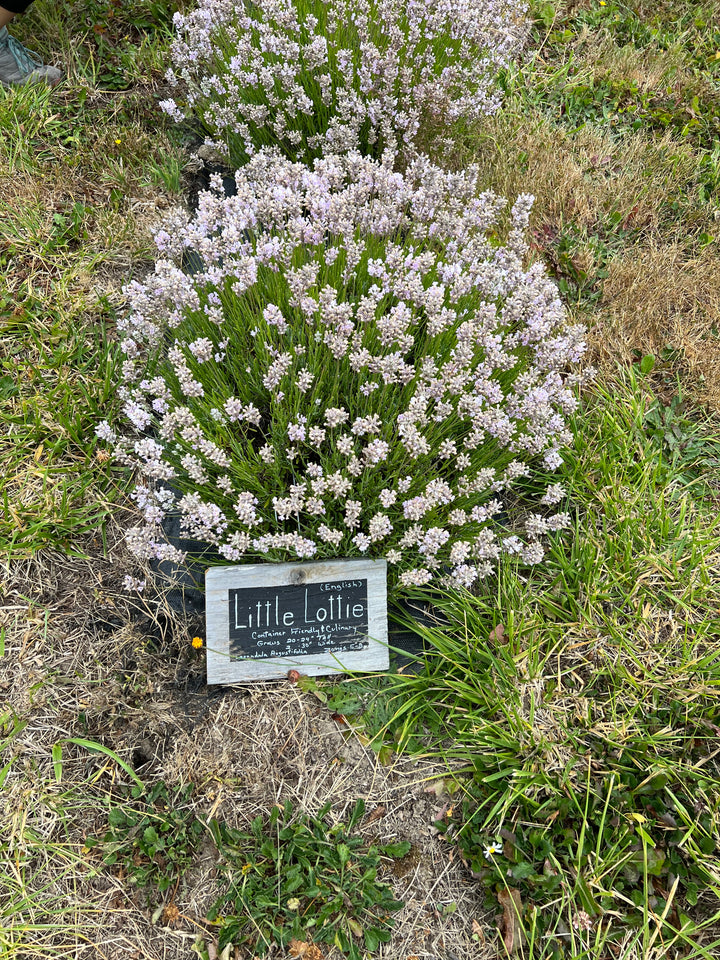 Little Lottie lavender (Lavandula angustifolia) compact mound of pale pink blooms beside a name sign