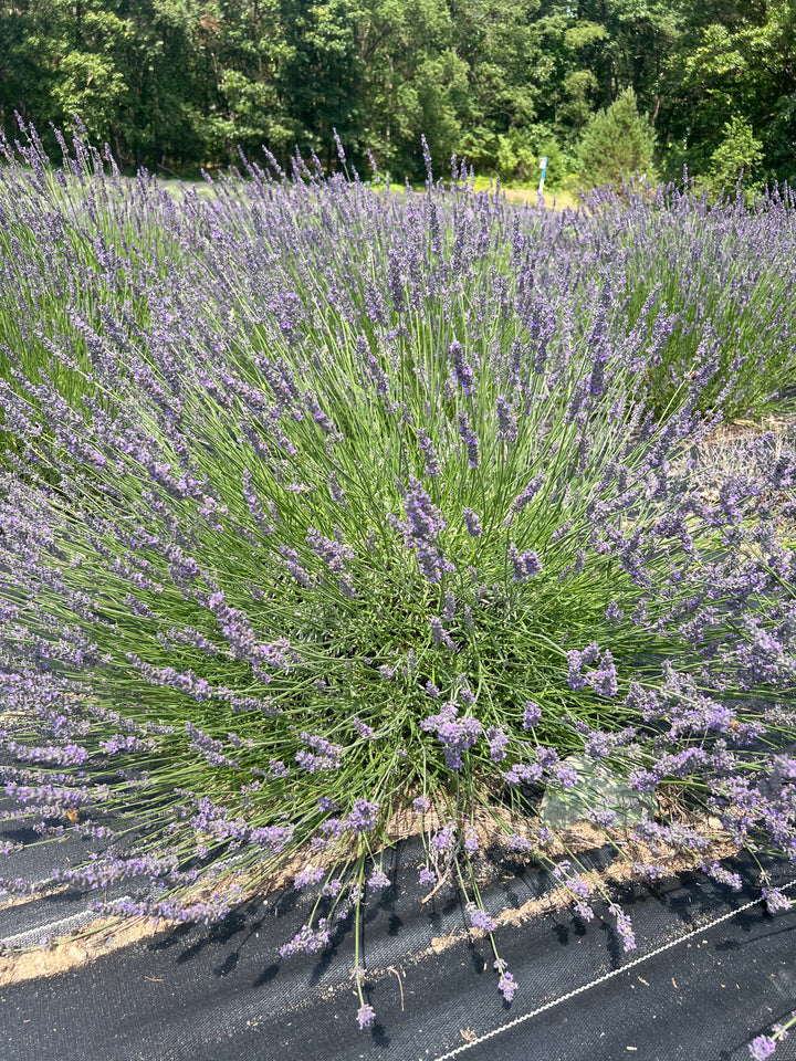 Abrialii lavender (Lavandula × intermedia) large mounded plant with lavender-purple spikes in a field