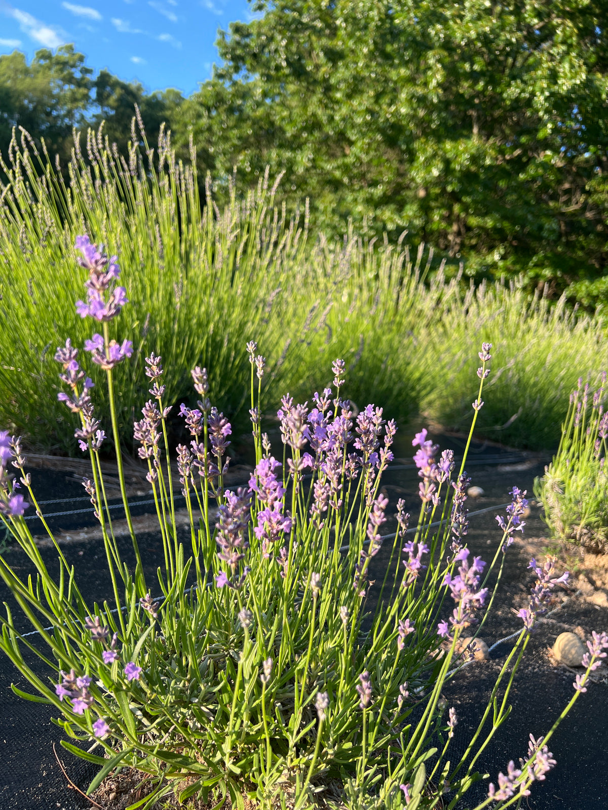New Zealand Blue Lavender Plants & Plugs with violet-blue flowers evergreen shrub growth habit, product image 3