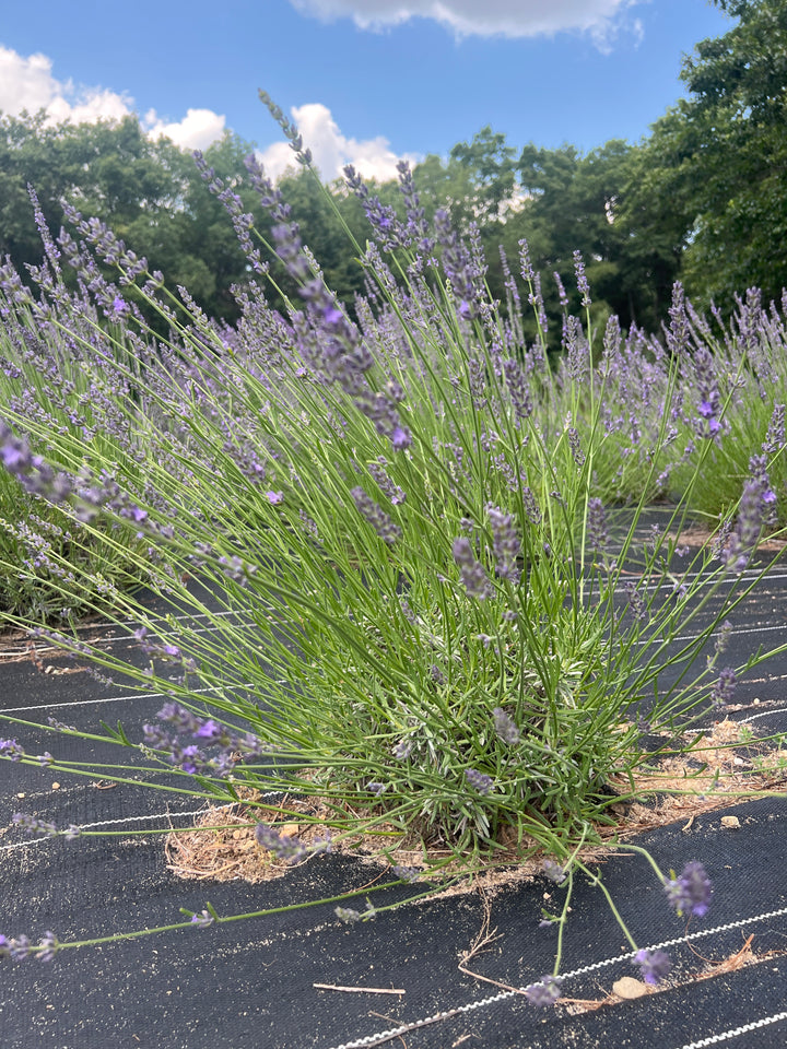 Bleu de Collins lavender (Lavandula × intermedia) large mound with long flower stems on a field row