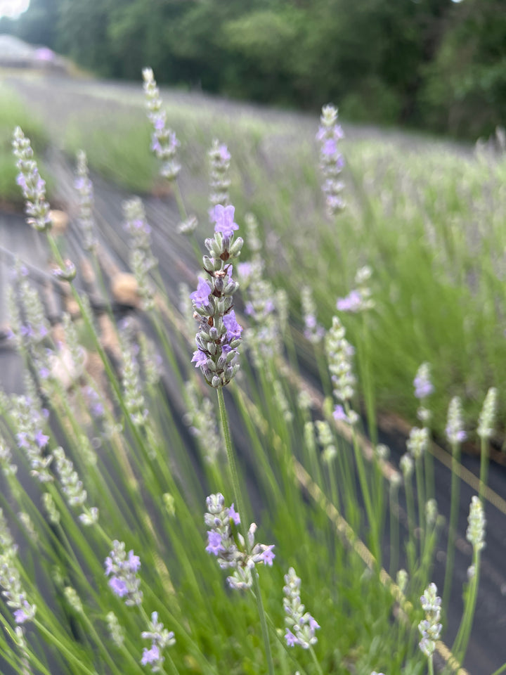 Provence lavender (Lavandula × intermedia) close-up of pale lavender flower spikes in a field