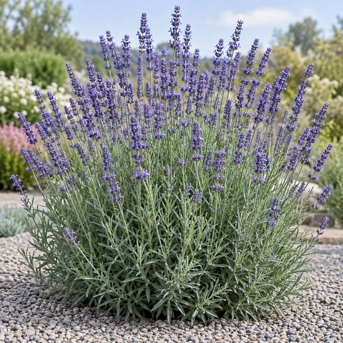 AI-generated illustration of mature Lavandula × intermedia 'Grappenhall' in bloom; not the size supplied.
