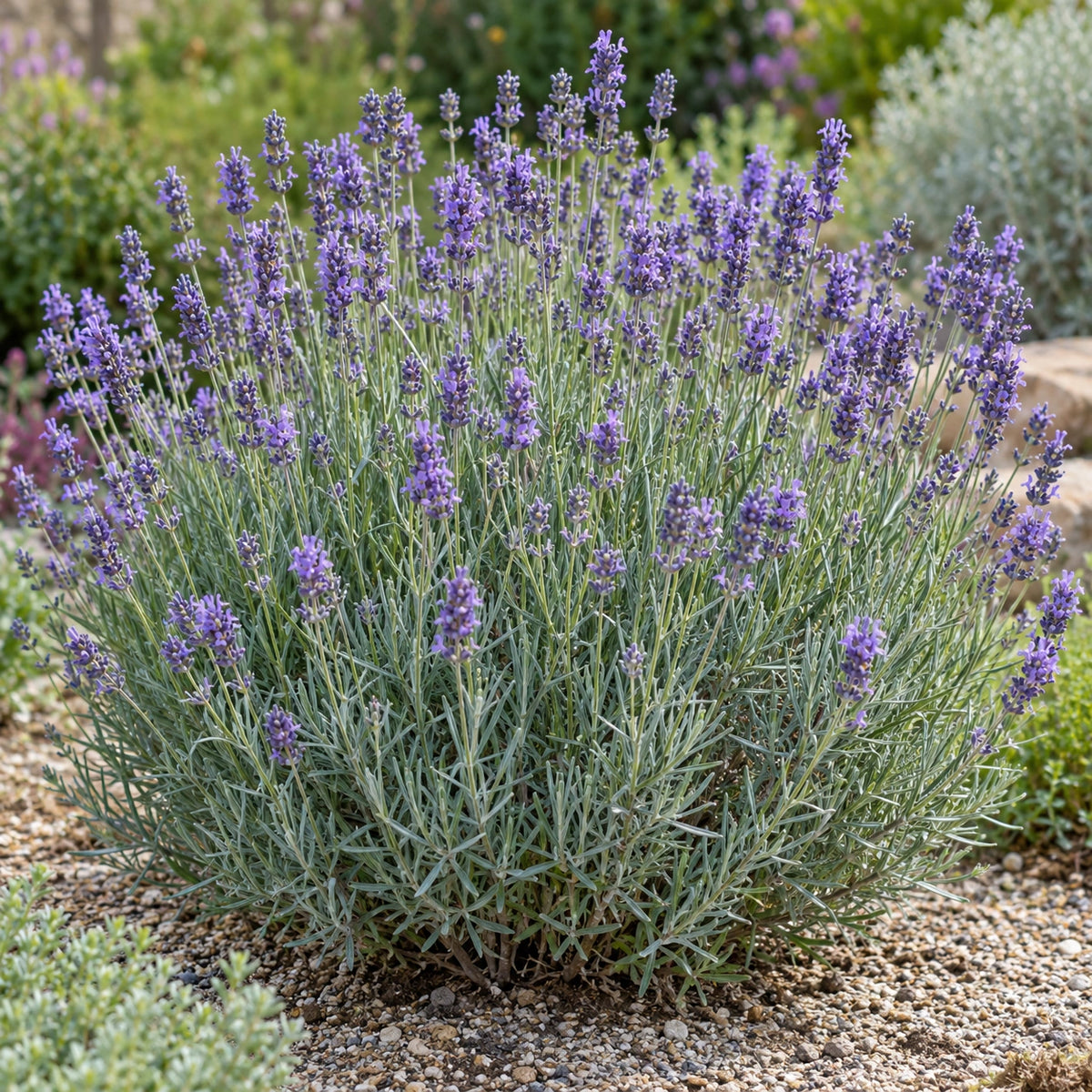 AI-generated illustration of mature Old English Lavender in bloom; not the size supplied.