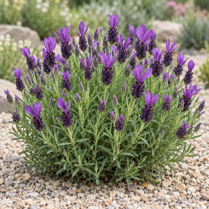 IB61026 lavender (Lavandula stoechas subsp. pedunculata) with violet bracts, illustration