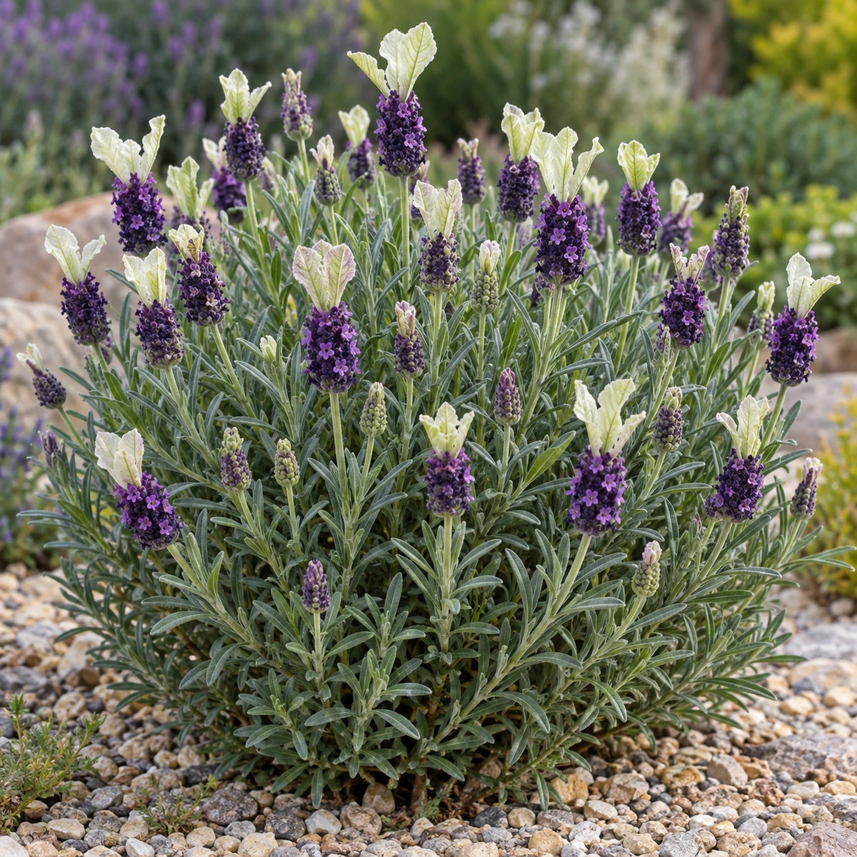 AI-generated illustration of mature Anouk Deluxe 1945 Lavender in bloom; not the size supplied.