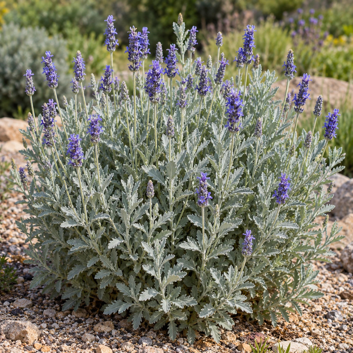 AI-generated illustration of mature Candicans Lavender in bloom; not the size supplied.