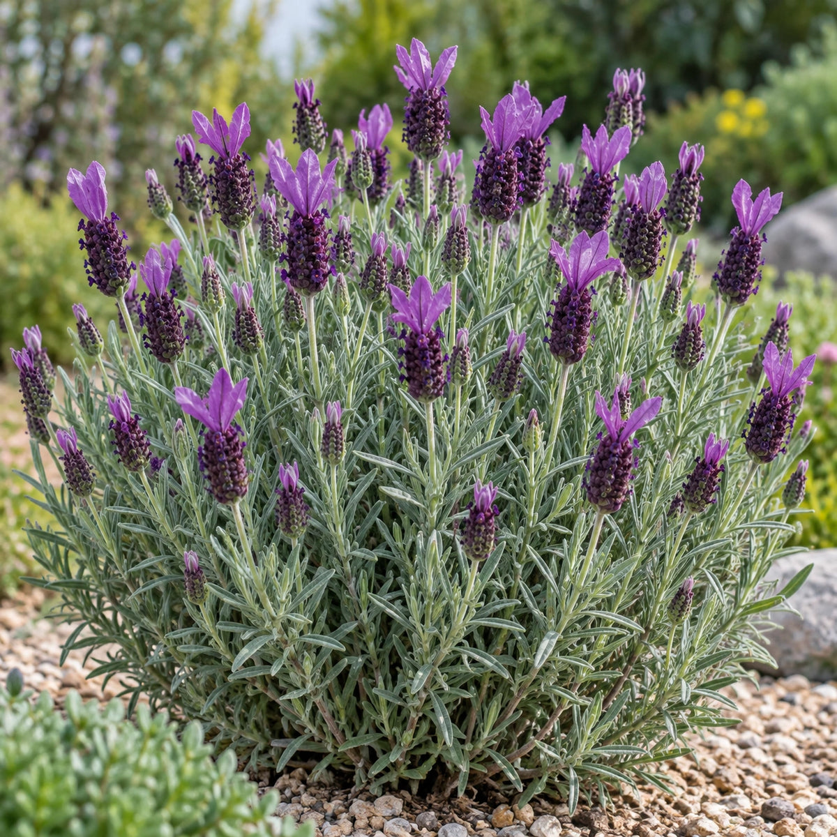 AI-generated illustration of mature Violeta Purple XL Lavender in bloom; not the size supplied.