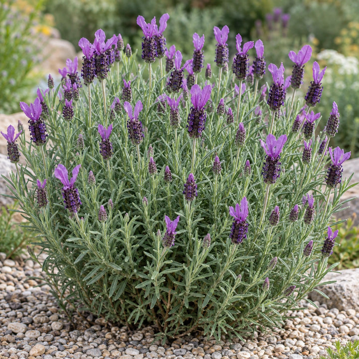 Purple Wings lavender (Lavandula stoechas) rounded mound with dark heads and winged purple bracts, illustration