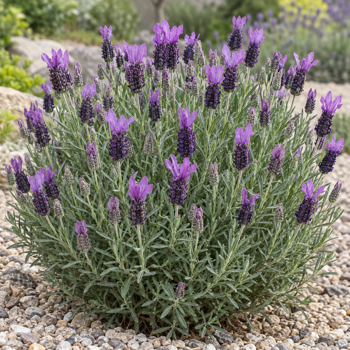 AI-generated illustration of mature Lusi Purple Lavender in bloom; not the size supplied.
