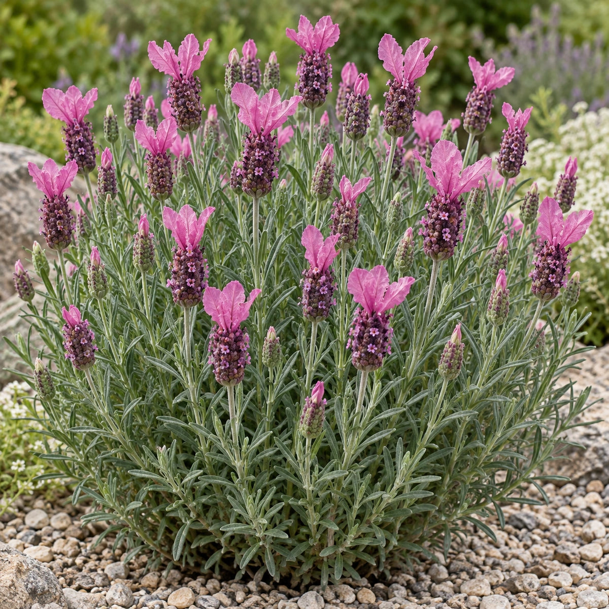 AI-generated illustration of mature LaVela Compact Dark Pink Lavender in bloom; not the size supplied.