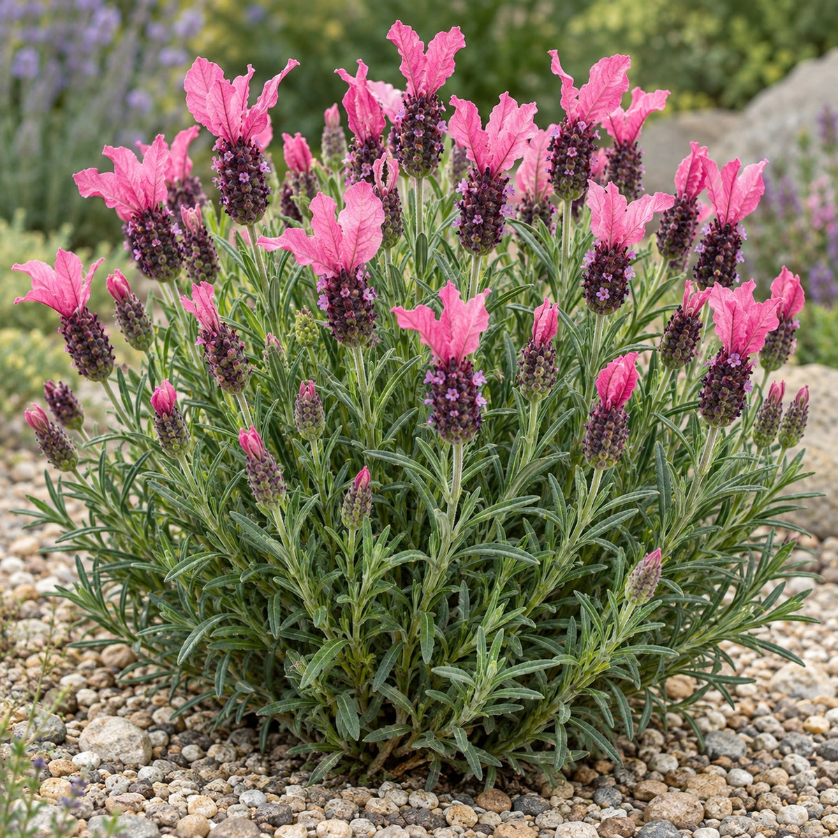 AI-generated illustration of mature La Diva Papillon Deep Rose Lavender in bloom; not the size supplied.