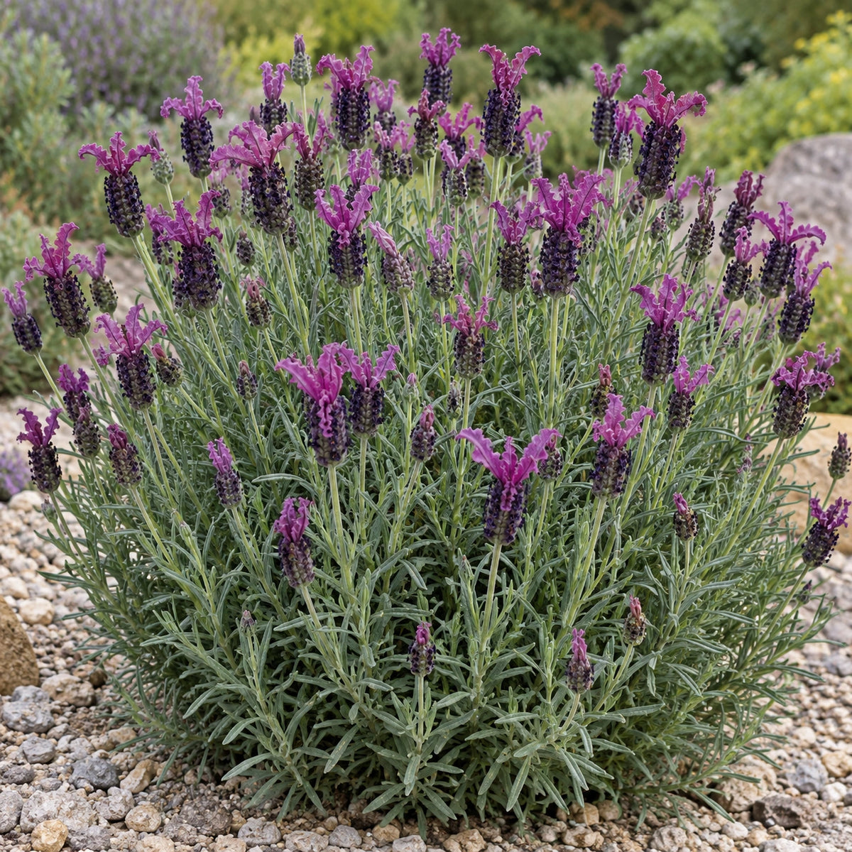 AI-generated illustration of mature Curly Top Lavender in bloom; not the size supplied.