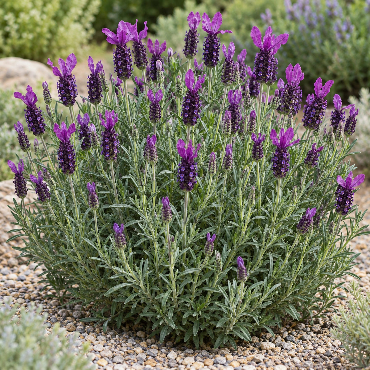 AI-generated illustration of mature Anouk Deluxe 169 Lavender in bloom; not the size supplied.