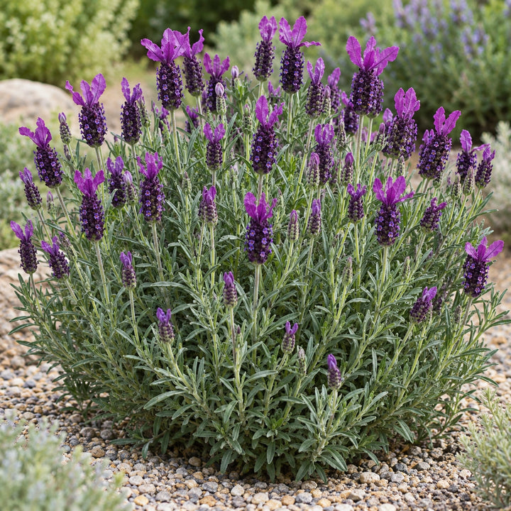 Anouk Deluxe 169 lavender (Lavandula stoechas) rounded mound with plum heads and purple bracts in a gravel bed, illustration