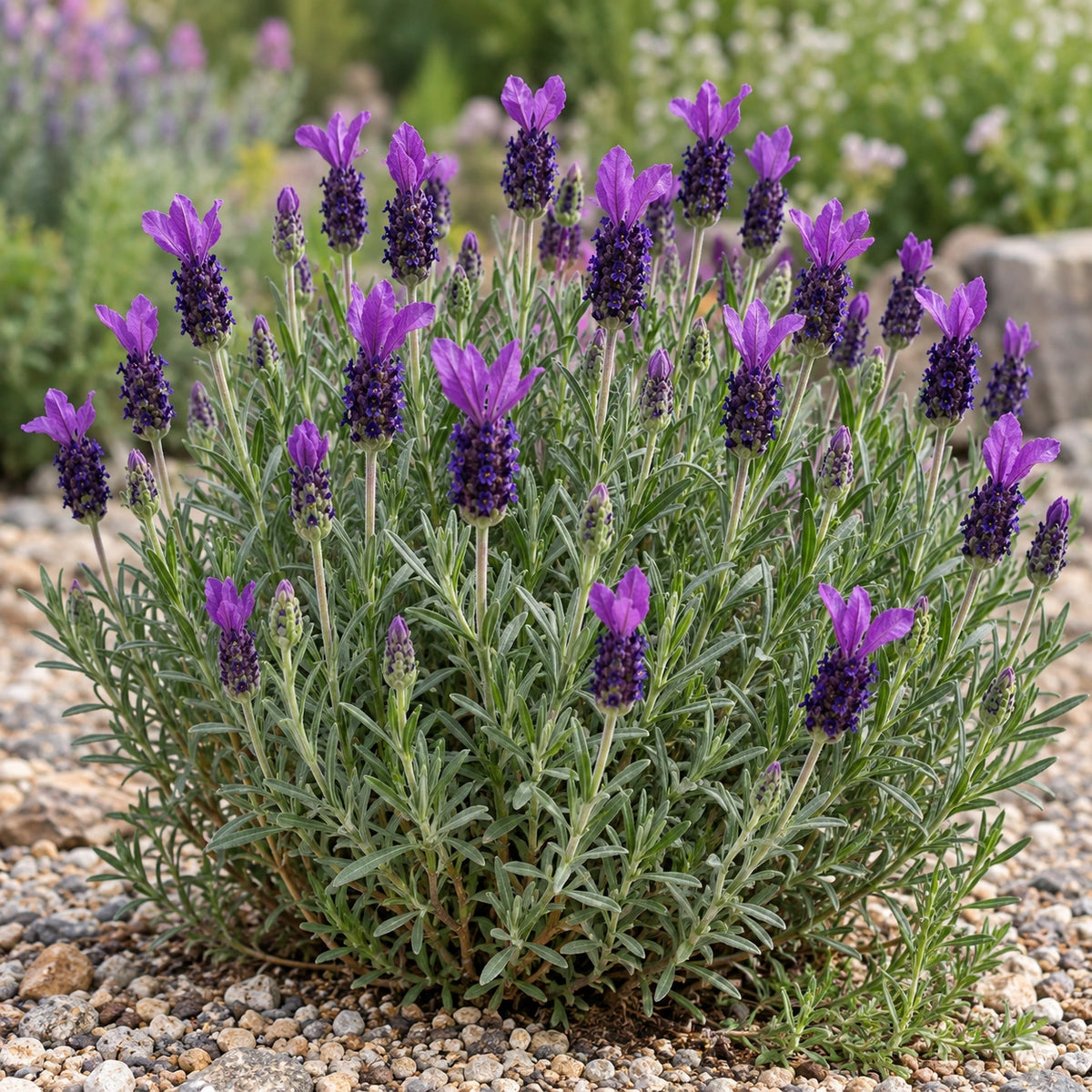 AI-generated illustration of mature Anouk Deluxe 1312 Lavender in bloom; not the size supplied.