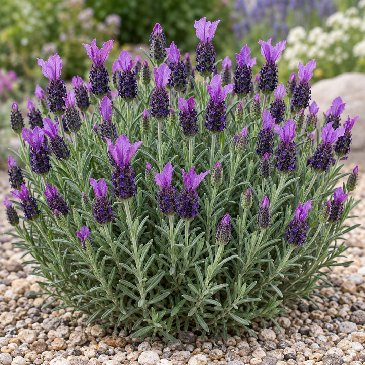 Anouk Deluxe 1201 lavender (Lavandula stoechas) dense mound with dark heads and bright purple bracts, illustration