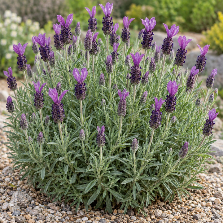 Anouk lavender (Lavandula stoechas) rounded mound with dark purple heads and violet bracts, illustration