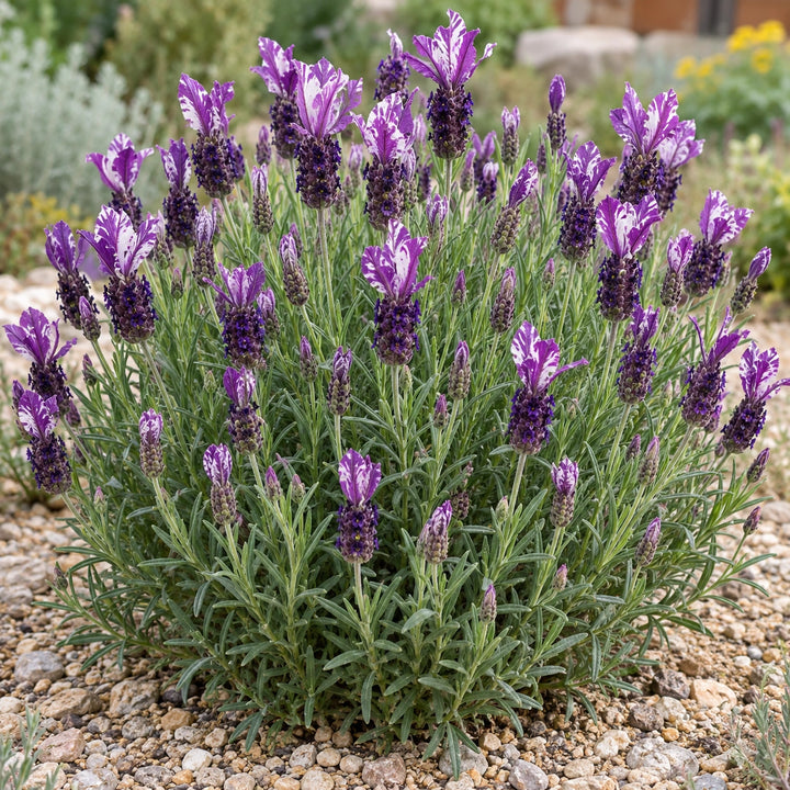 Twin Summer lavender (Lavandula stoechas) mound with purple heads and white-streaked violet bracts, illustration