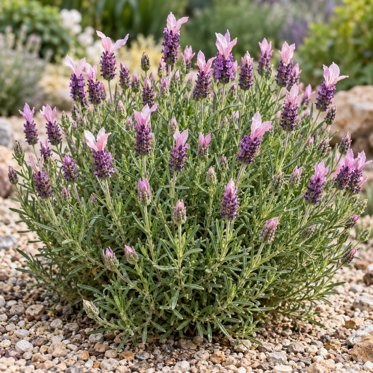 AI-generated illustration of mature Riverina Margaret Lavender in bloom; not the size supplied.