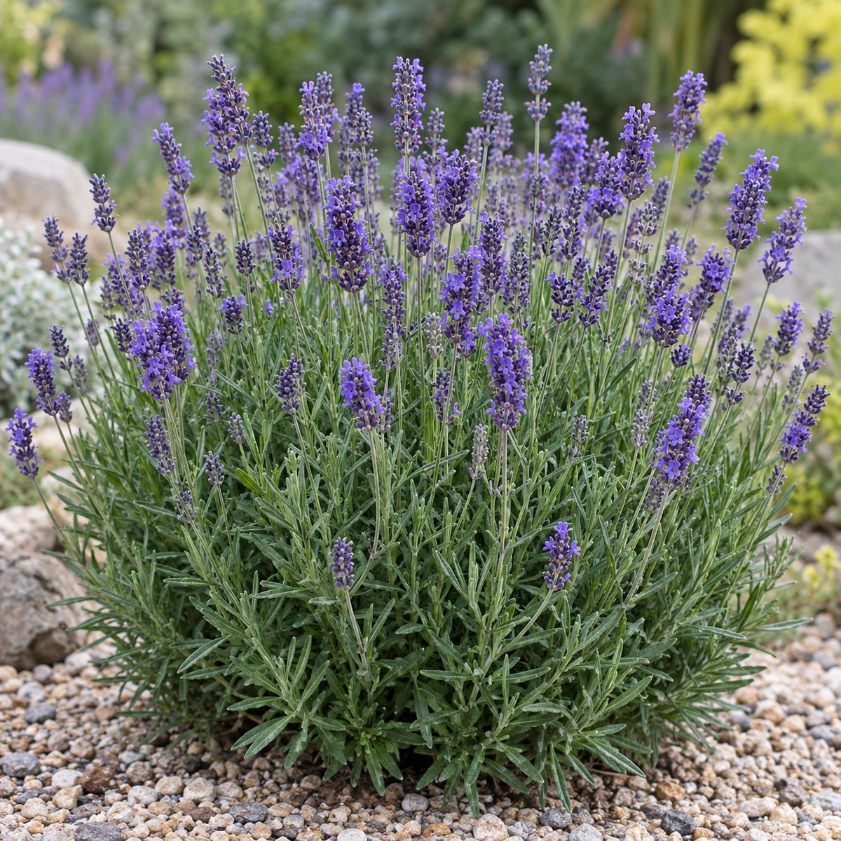 AI-generated illustration of mature LAAZ0006 Lavender in bloom; not the size supplied.