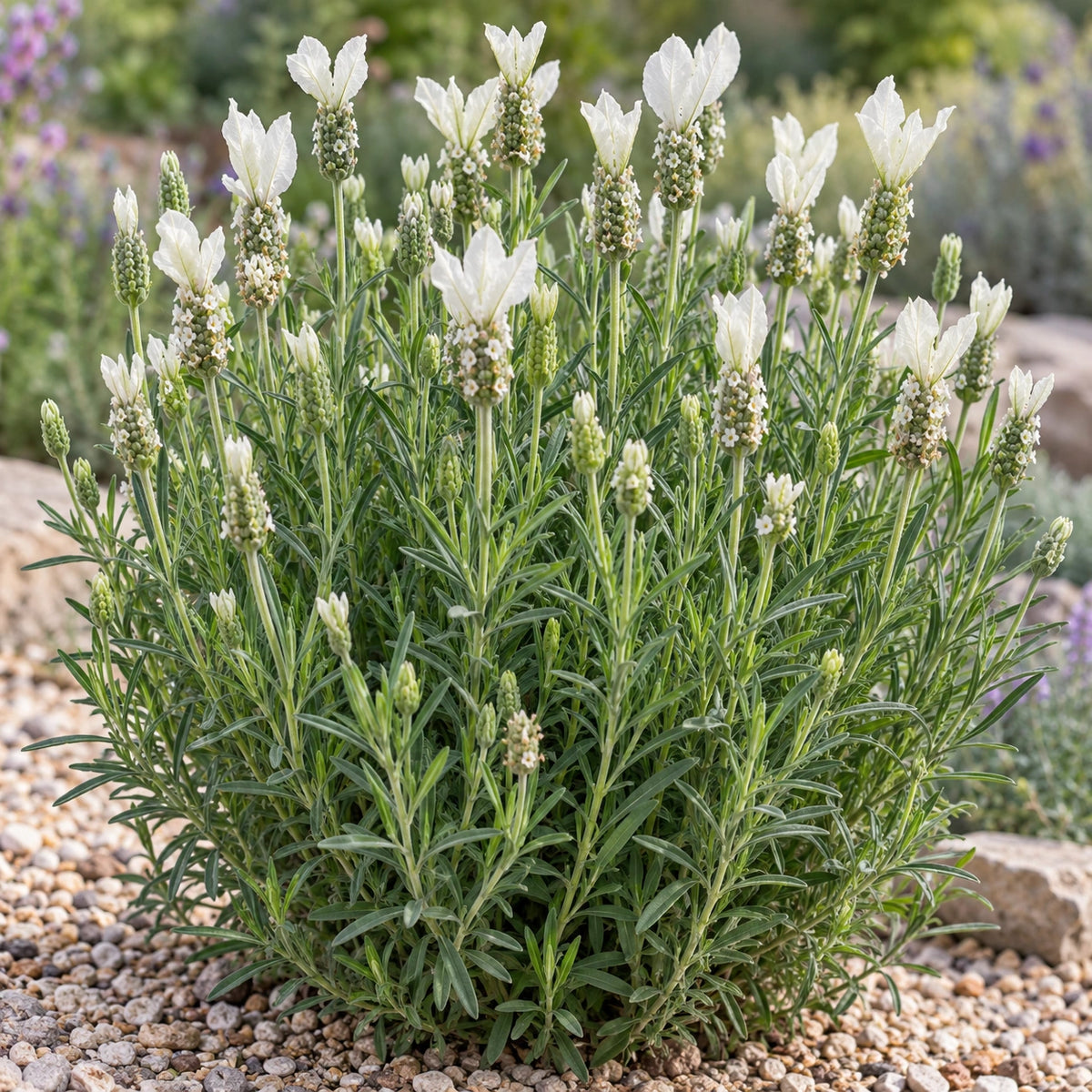 AI-generated illustration of mature The Snow Princess Lavender in bloom; not the size supplied.