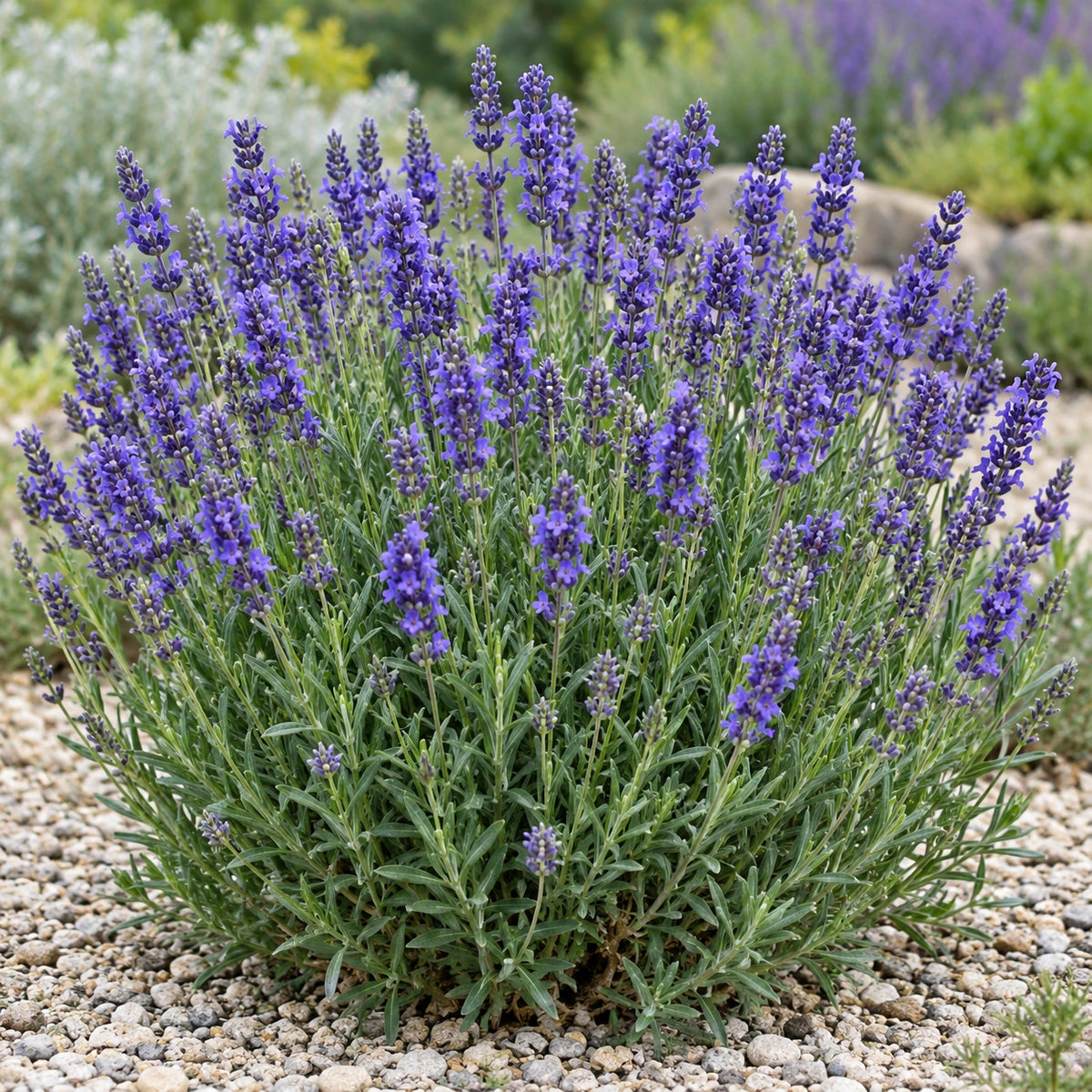 AI-generated illustration of mature Bklvdab Lavender in bloom; not the size supplied.