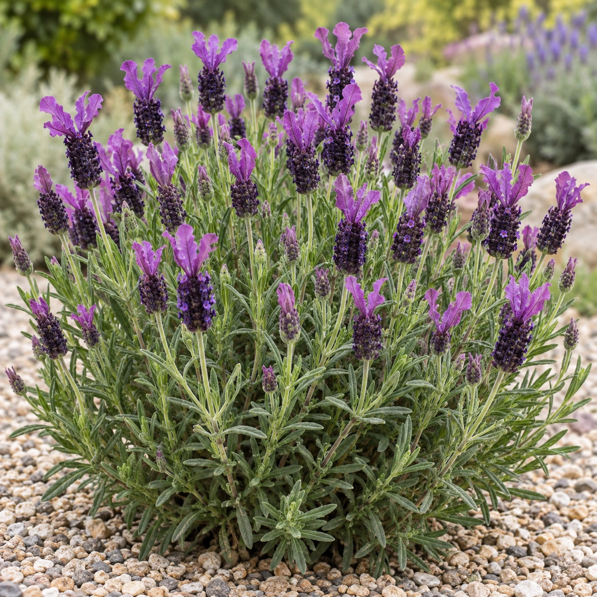 AI-generated illustration of mature Anouk Deluxe 1225 Lavender in bloom; not the size supplied.