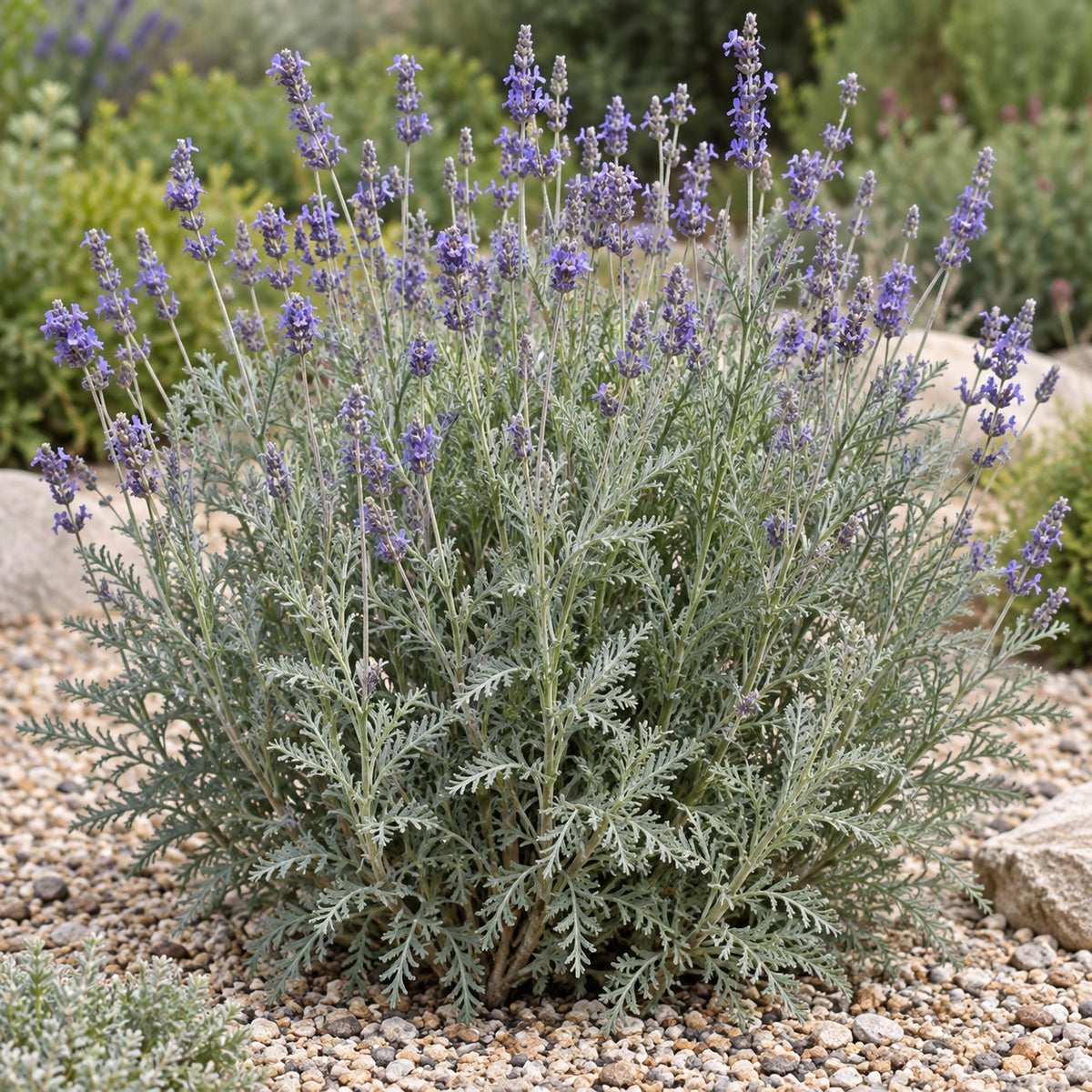 AI-generated illustration of mature Pinnata Lavender in bloom; not the size supplied.