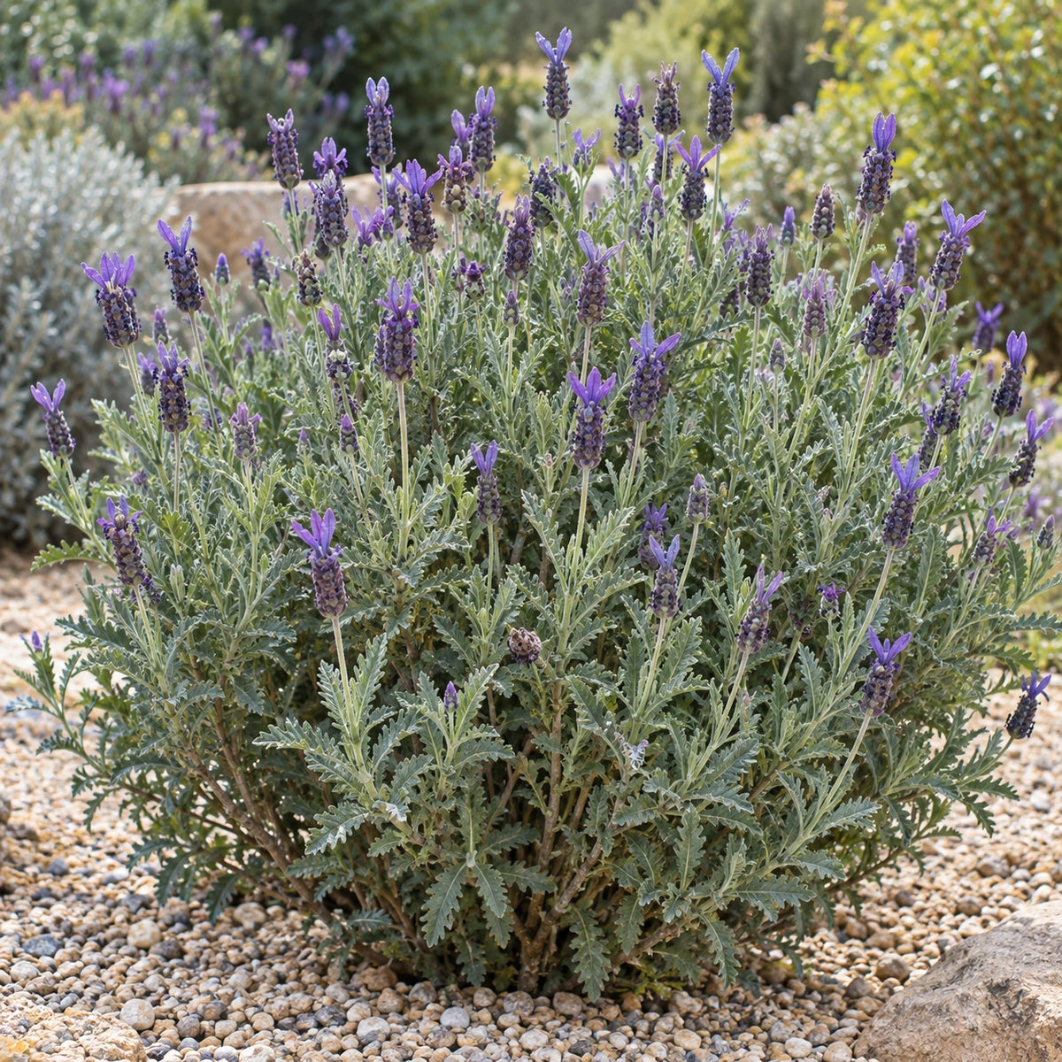 AI-generated illustration of mature Ploughman’s Blue Lavender in bloom; not the size supplied.