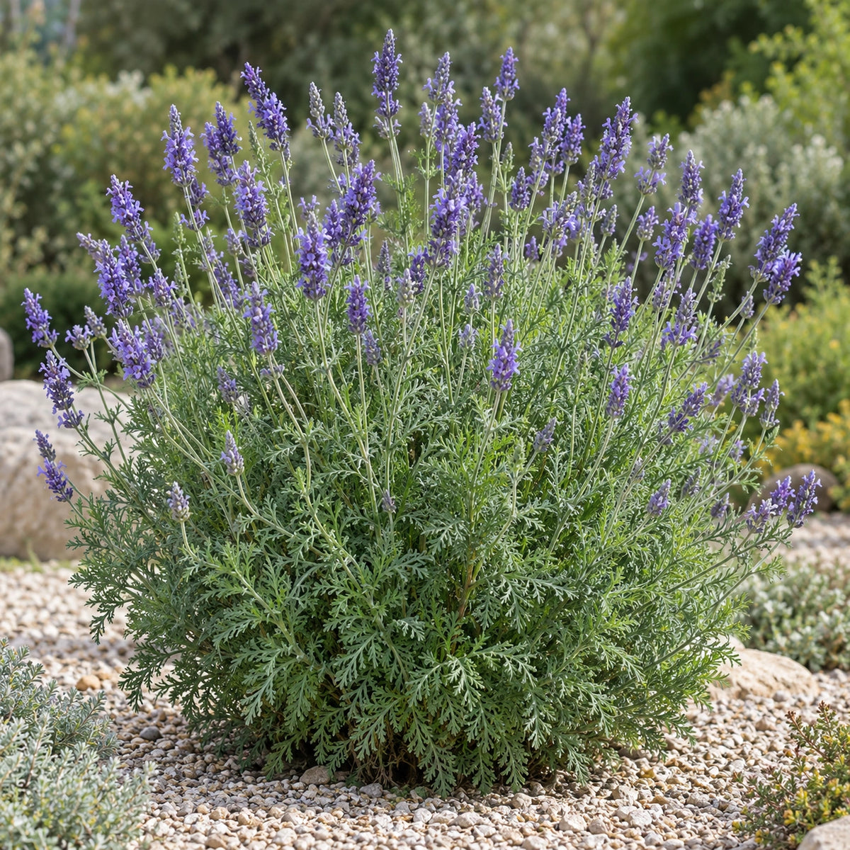 AI-generated illustration of mature Sky Lavender in bloom; not the size supplied.