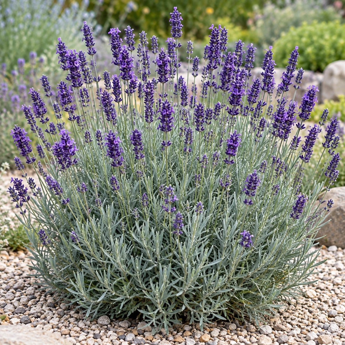 AI-generated illustration of mature Elizabeth Lavender in bloom; not the size supplied.