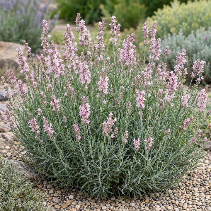 Cedar Pink lavender (Lavandula angustifolia) mound with pale pink spikes in a gravel garden, illustration