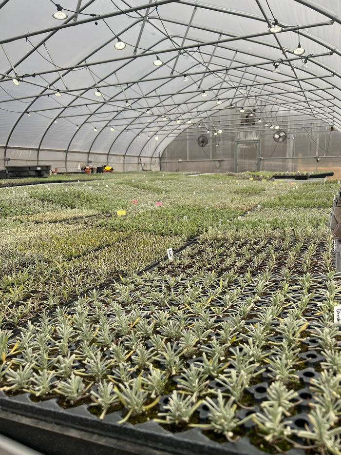 Close view of young lavender plugs in trays inside the greenhouse