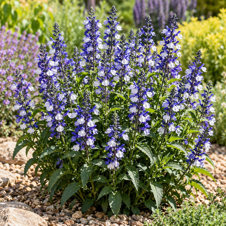 Azure Snow salvia with blue and white bicolor flower spikes in a gravel garden