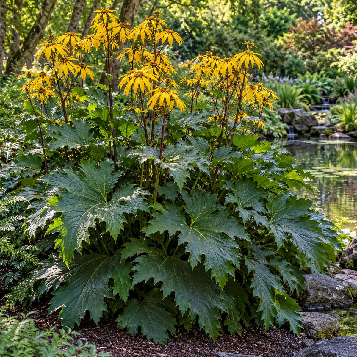 Big Green Tractor Ligularia