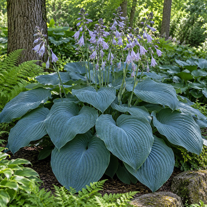 Blue Angel hosta with large blue-gray leaves and lavender flower spikes under trees