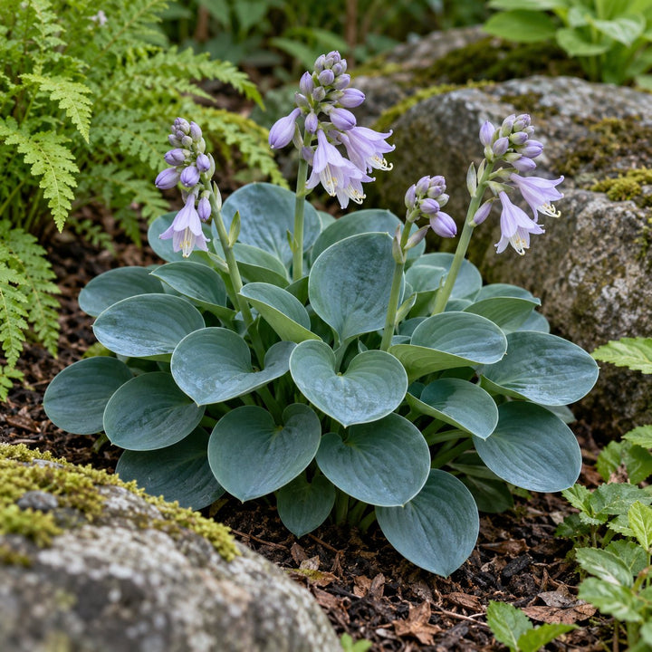 Blue Mouse Ears hosta with small rounded blue leaves and lavender flowers by a mossy rock